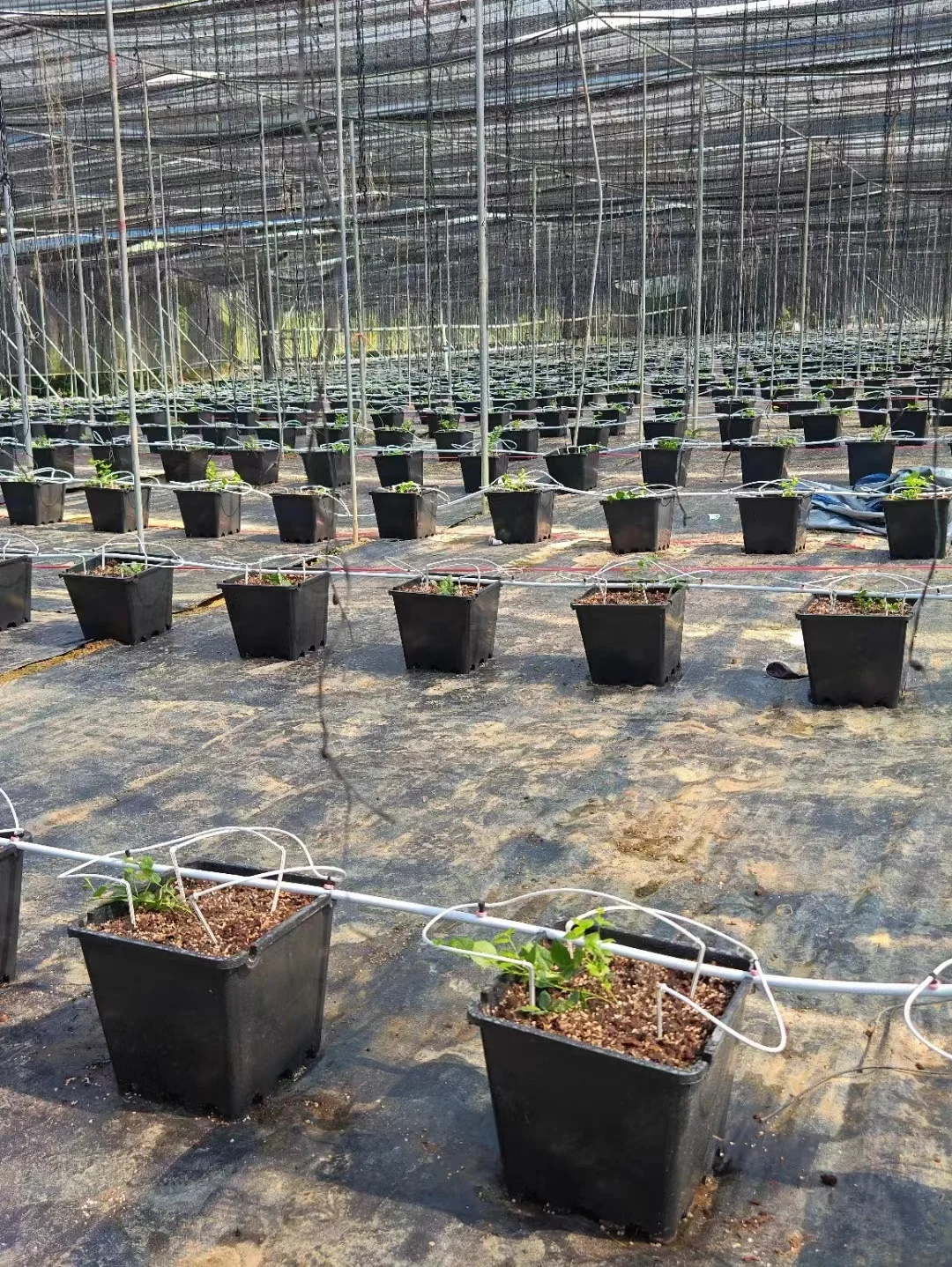 2025Farm Irrigatiesystemen Tuindruppelaar Pijltruppelaar Druppelpaal met zender aan de binnenkant Witte druppelaarpijl