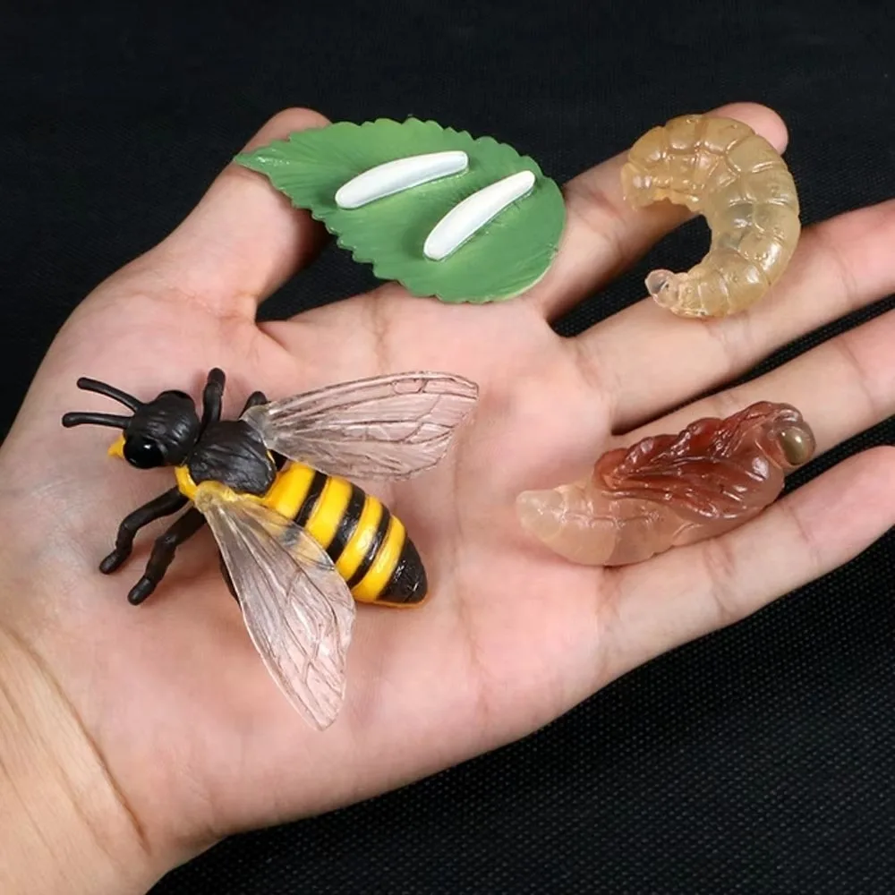 4 Pcs/Set Montessori Teaching Aids Life Cycle Figurines Educational Miniature Miniature Size Animal Growth Cycle