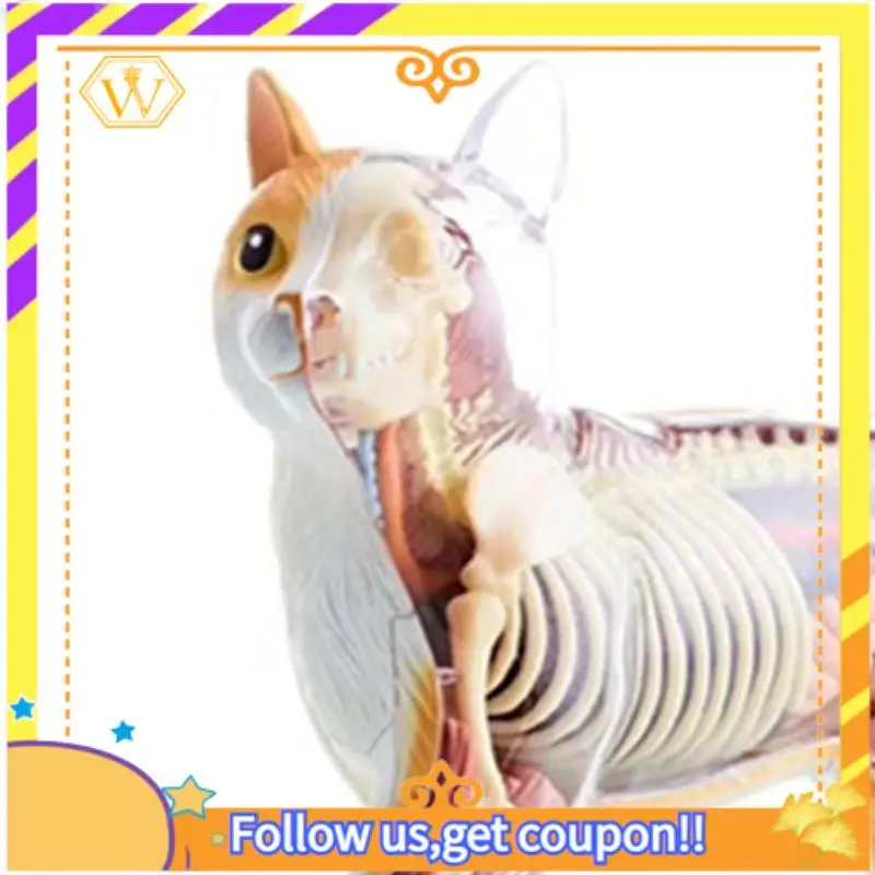 Latest-Animal Organ Anatomy Model 4D Cat Intelligence Assembling Toy Teaching Anatomy Model DIY Popular Science Appliances Easy