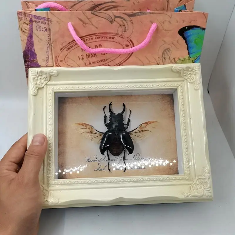 Real Insects Big pocket stag beetle specimen European-style retro 7-inch photo frame Birthday gift living room decoration