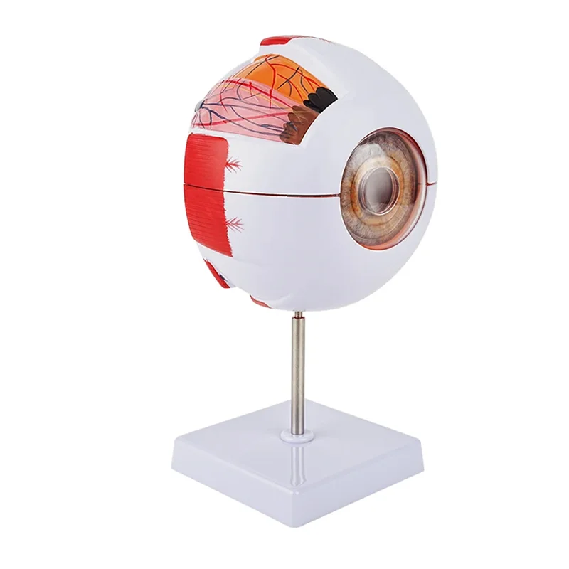 نموذج العين التشريحية مقلة العين نموذج الجفن تفكيك 6 مرات العصب البصري الموسع لتعليم العين الخاص 1 قطعة