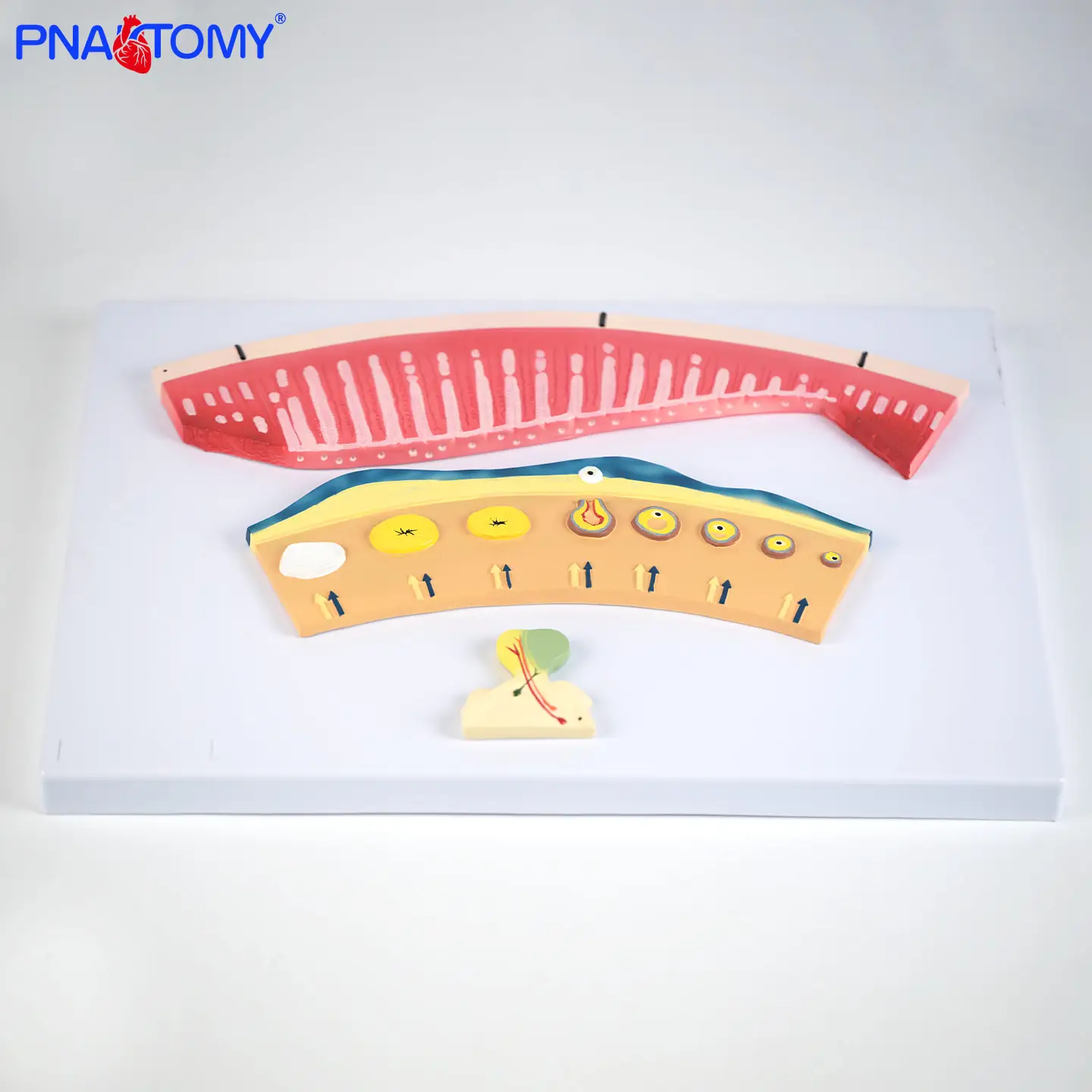 

Three Parts of Menstrual Cycle Menstrual Formation Model Luteal Follicle Profile Teaching Model