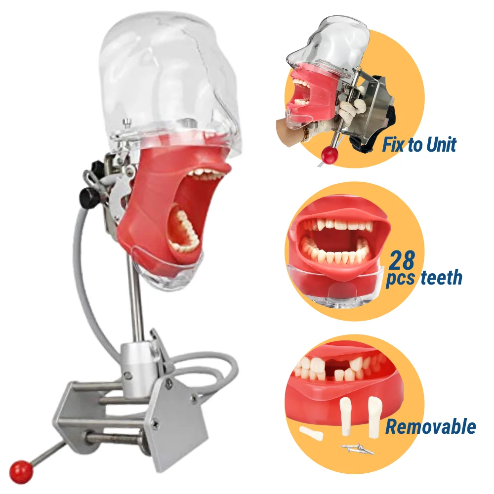 Phantom Simulation Lab Dental Manikin Head School Training Manual Type Detachable Teeth Model Teaching System Dental Equipment
