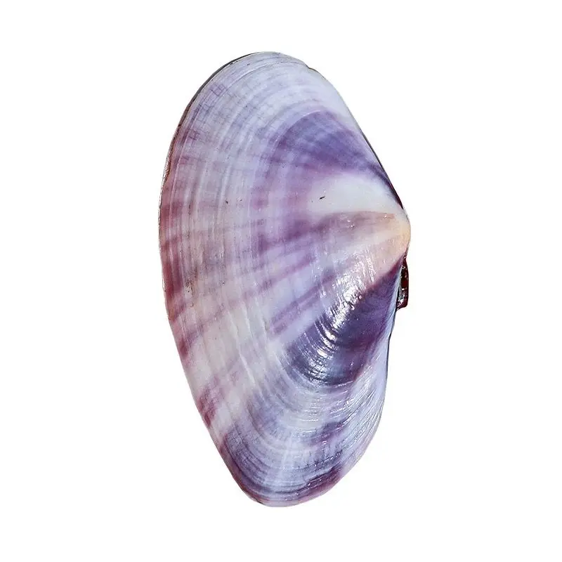 Long Purple Clam Natural Conch Purple Shell Fish Tank Aquarium Landscaping Decoration Home Collection Ornament Shooting Props