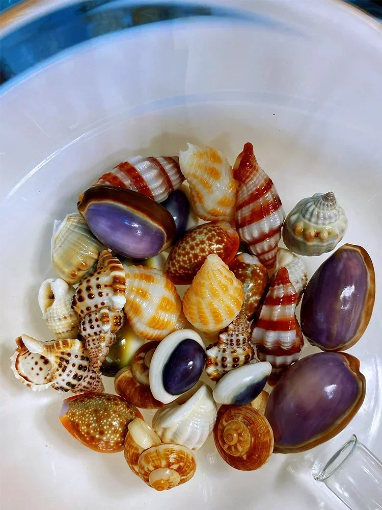Ten Varieties of Shell and Conch Assemblage Shell and Conch Collection Specimens