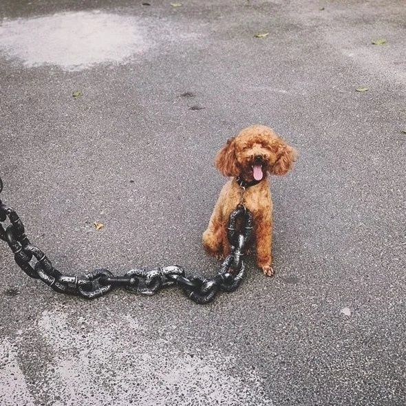 

Забавная цепь для вытягивания собак, пластиковый толстый поводок для имитации комаров, товары для домашних животных