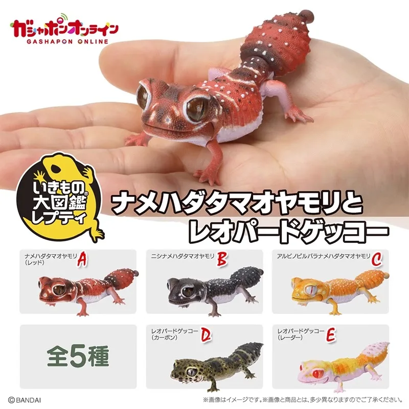 Original Bandai Gashapon Big Biological Map A Round-tailed Leopard Gecko Lizard Animal Action Figure Model Toys Gifts Collection