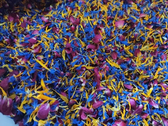 زهرة الأقحوان المزدوجة اللون مصنوعة يدويًا، بتلات بنفسجية مختلطة، زهرة زينة عطرية للديكور المنزلي، غير صالحة للأكل، زهرة مجففة