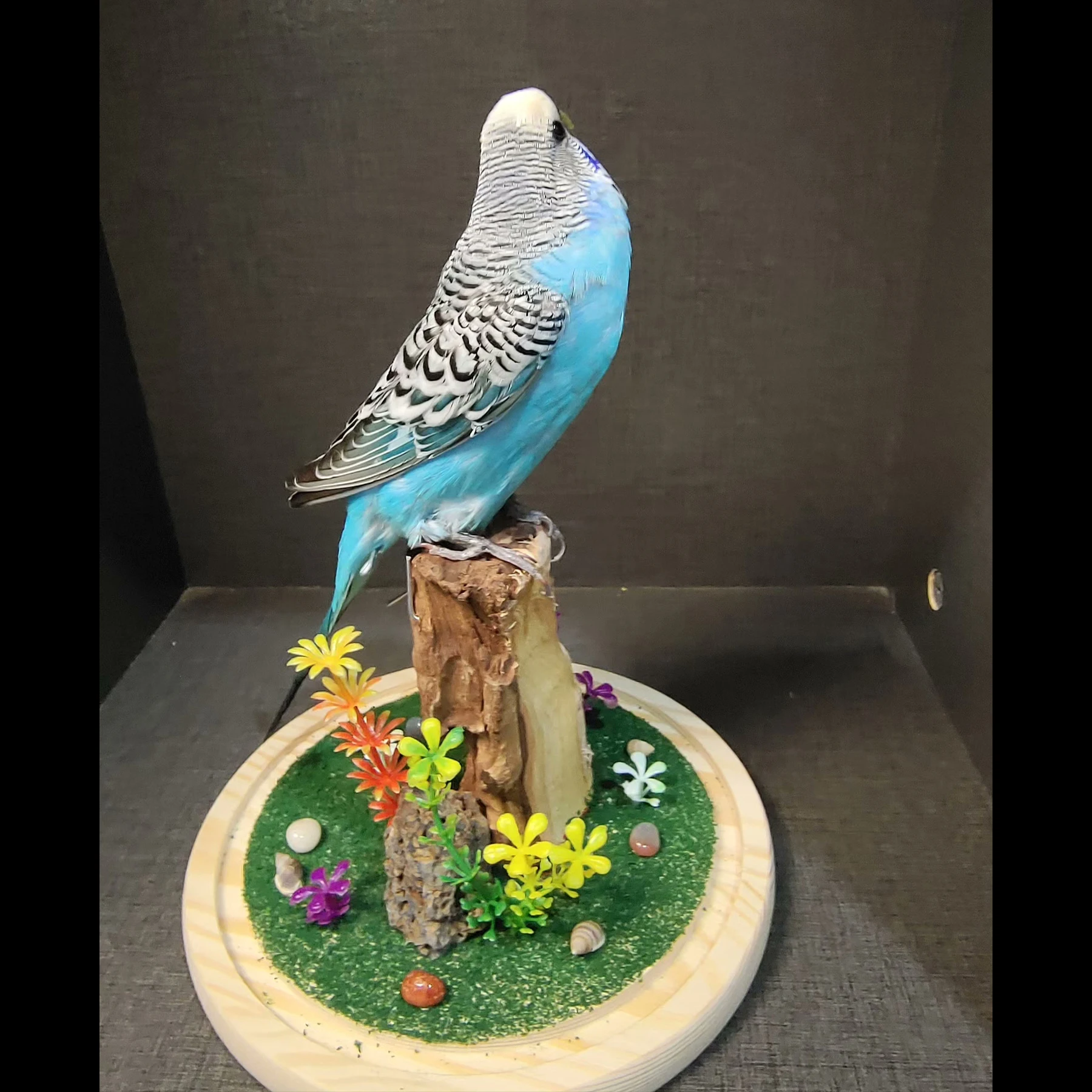 2063 Boutique Artificial Blue Budgie Parrot Model in Glass Jar Resin Faux Wood Stand Taxidermy Style Ornament Handmade Decor