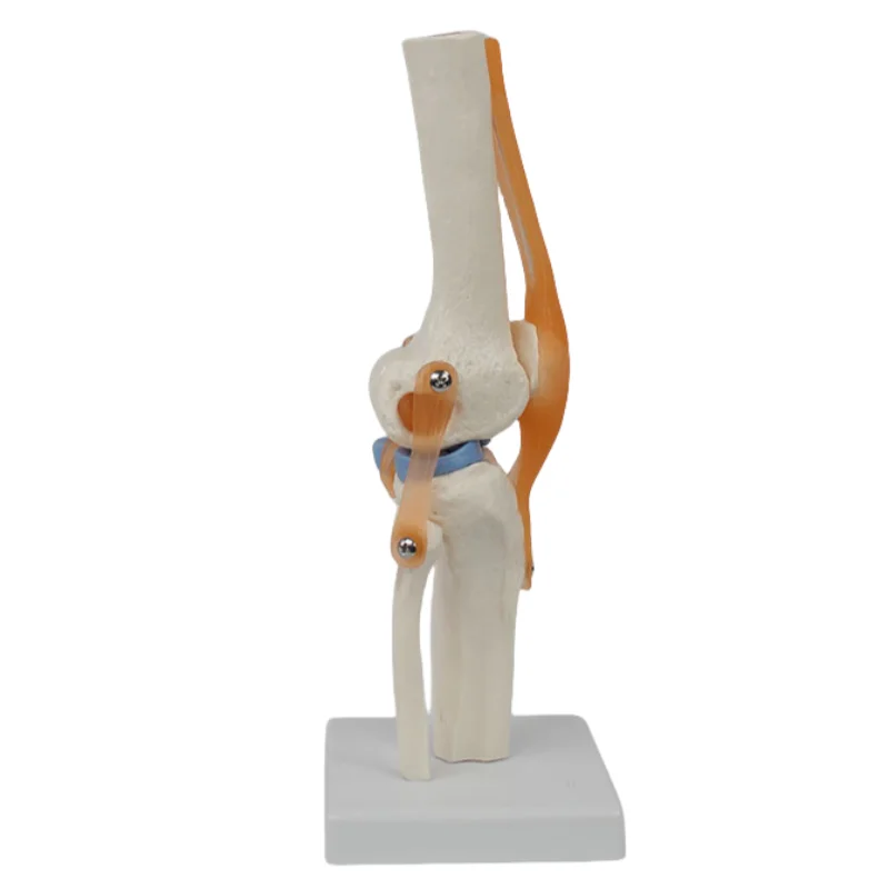 Functional knee model flexible cross ligament menisci flexible knee bone model