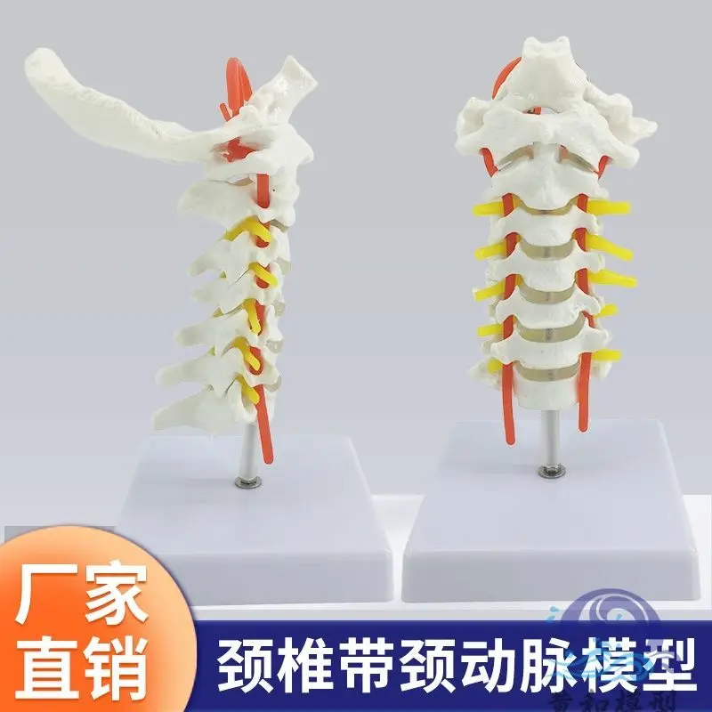 Cervical Spine With Carotid Artery, Posterior Occipital Bone, Intervertebral Disc And Neural Teaching Model, Lumbar Spine, Skele