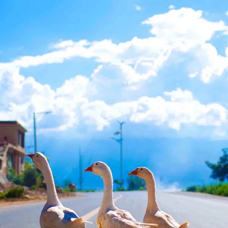 New Kids Shoulder Bag Cute Cartoon Car Design Unisex Messenger Purse Trendy Kids Backpack school outdoor Bag Accessory