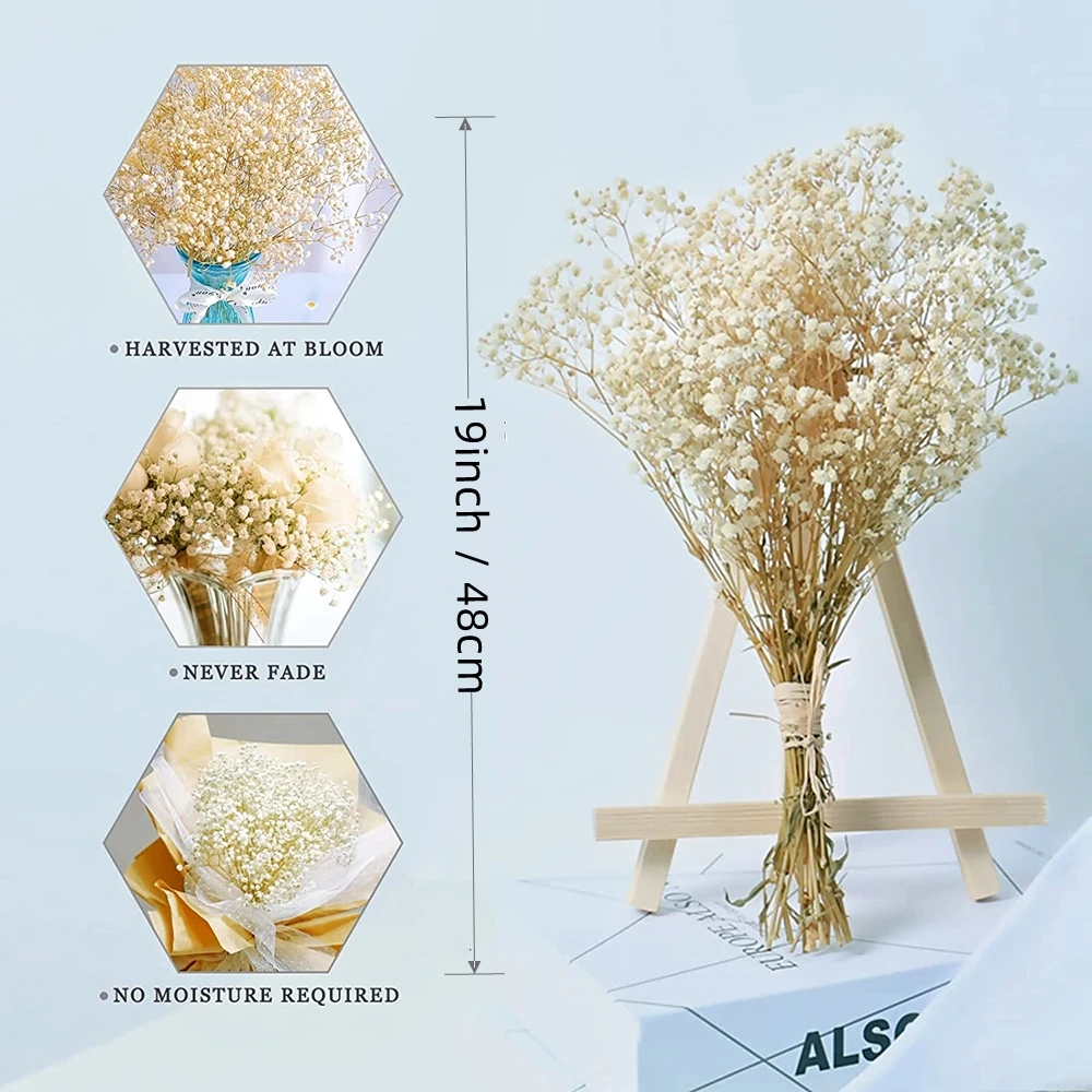 Gypsophila paniculata dei fiori conservati secchi freschi naturali, regalo dei mazzi del fiore dell\'alito del bambino per la decorazione di nozze,