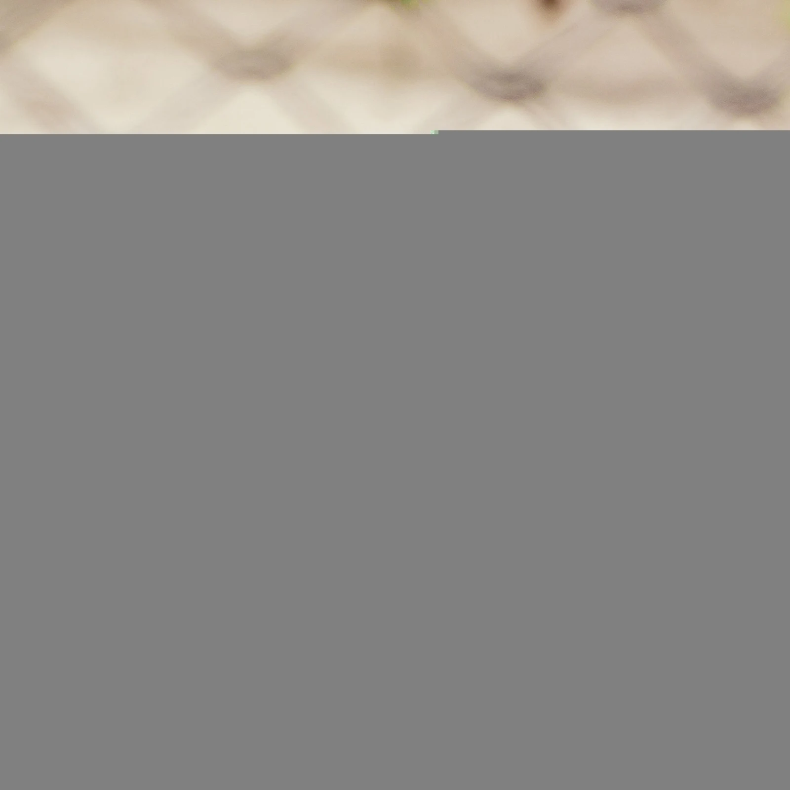 

2 Pcs Chicken Water Feeder Automatic Hanging Bucket Trough White Pp Pigeon Feeding Holder