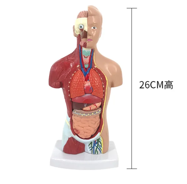 Advanced medical supplies - Human teaching -26 centimeter torso model for medical school educational equipment