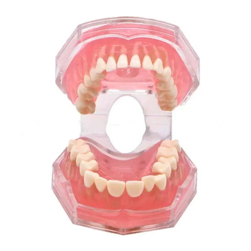 Teeth Dental Soft Support Standard Extractable Tooth Stomatology Typodont Model 1:1 Demo Gum Jaw Removable Dental Teaching Model