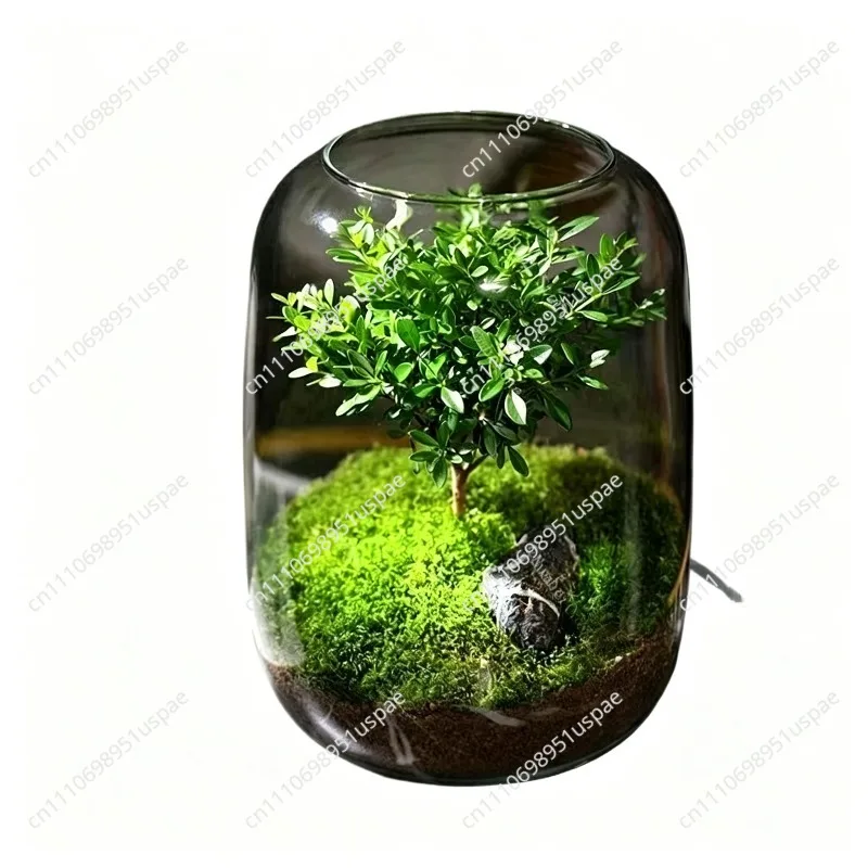 Office Desktop Ecological Bottle, Moss Micro-Landscape Plants, Dormitory Potted Plants for Lazy People and Easy Care