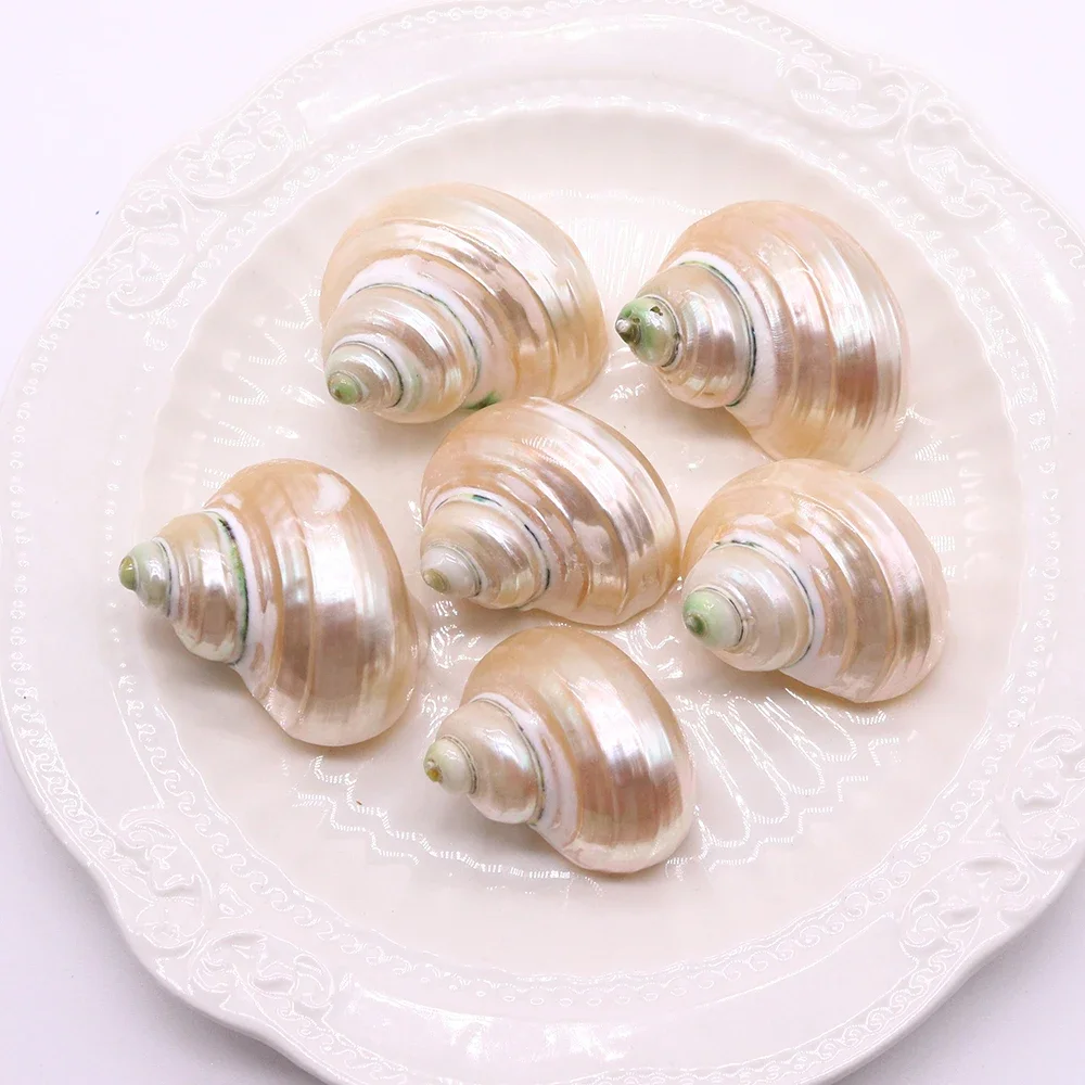 Conch White Turbine Shell Pendant Jewelry Natural Mother of Pearl Hermit Crab DIY Making Necklace Earring Accessories Home Decor