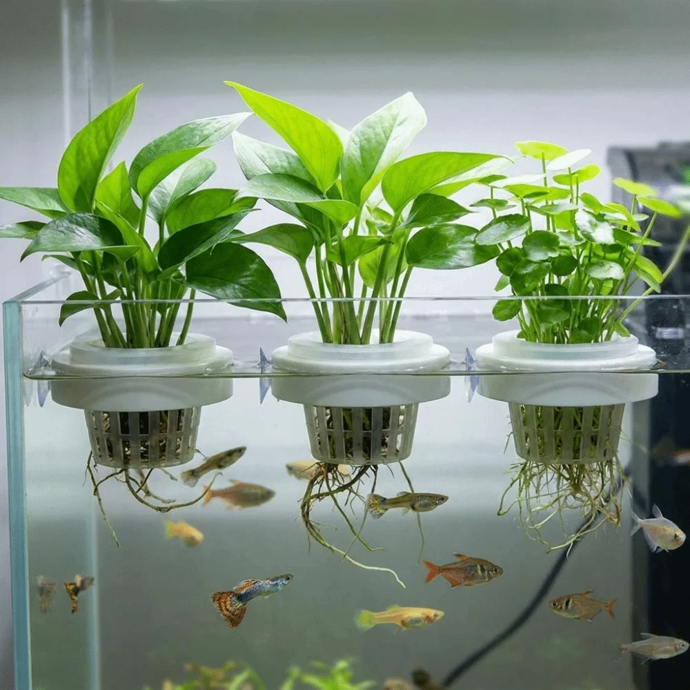 Plastic Floating Aquatic Plant Basket Round Root Protection Hydroponic Planting Basket Suction Cup Hydroponic Plant Holder