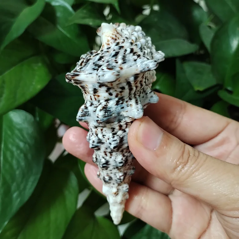 8-10CM Rare Tower Snail Turritella Natural Sea shells For Wedding Home Fish Tank Decorations Table Party Ornaments DIY Crafts - Image 2