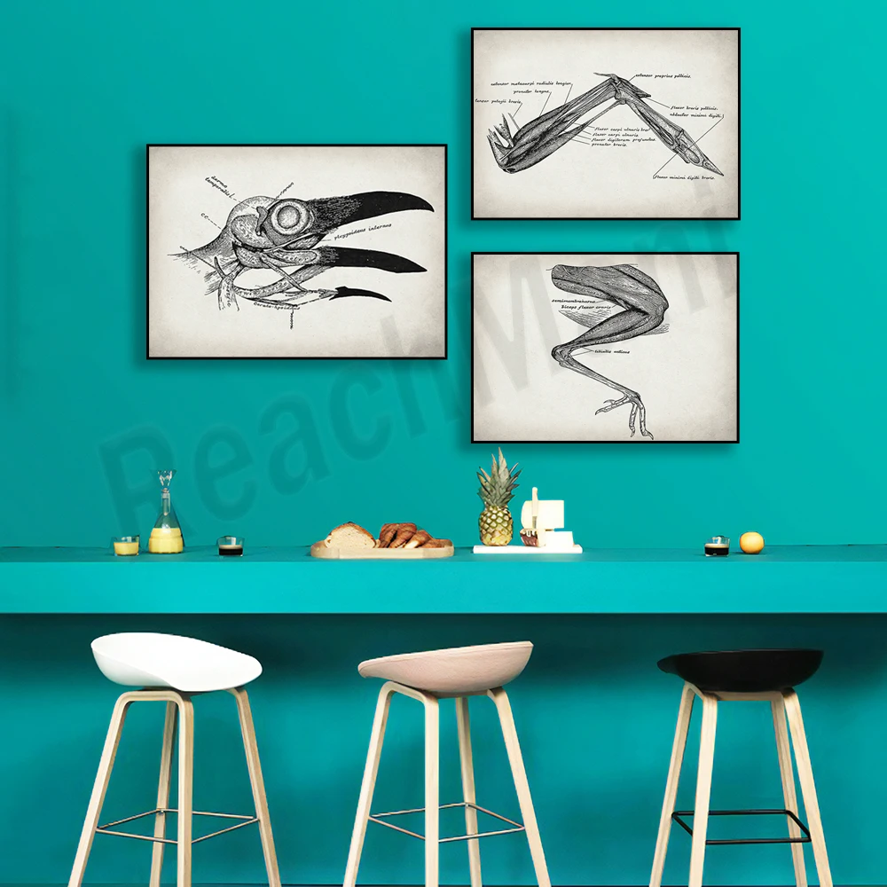 Crow anatomy poster, Crow physiology art bird poster, biologist scientist gift veterinary clinic decoration