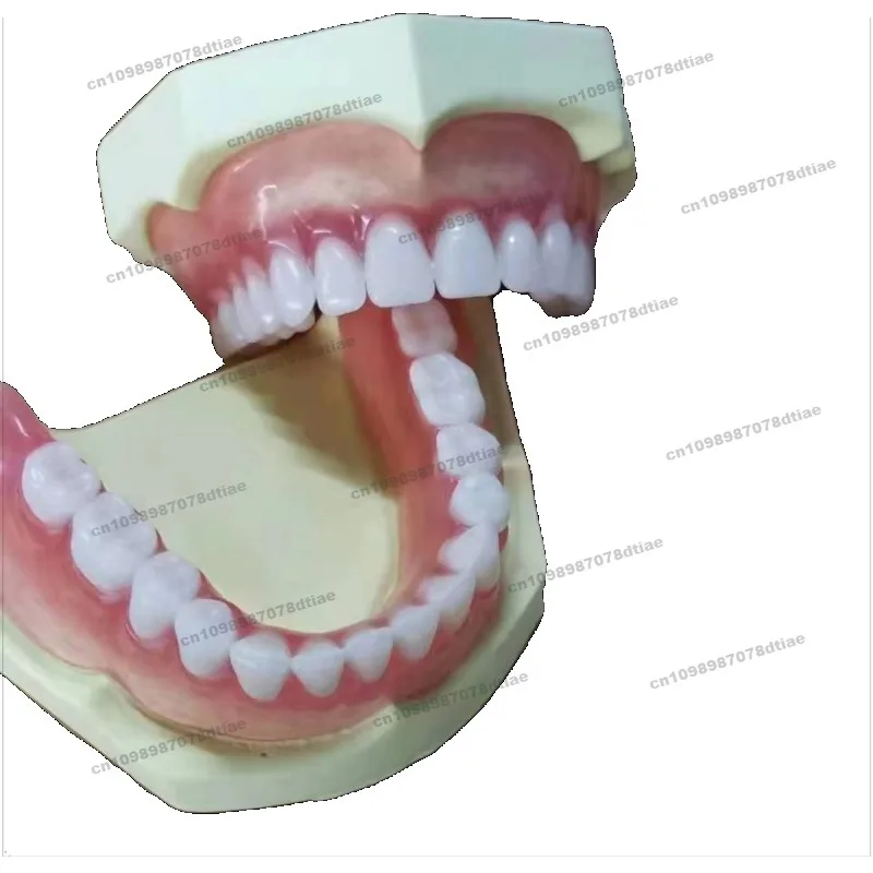 for-full-senior-teeth-full-tooth-models-display-supplies-full-dentures-movable-teeth-removable-dentures