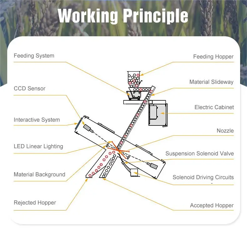 WENYAO  Led Light Wheat Color Sorter Low Power Consumption Grain Separator