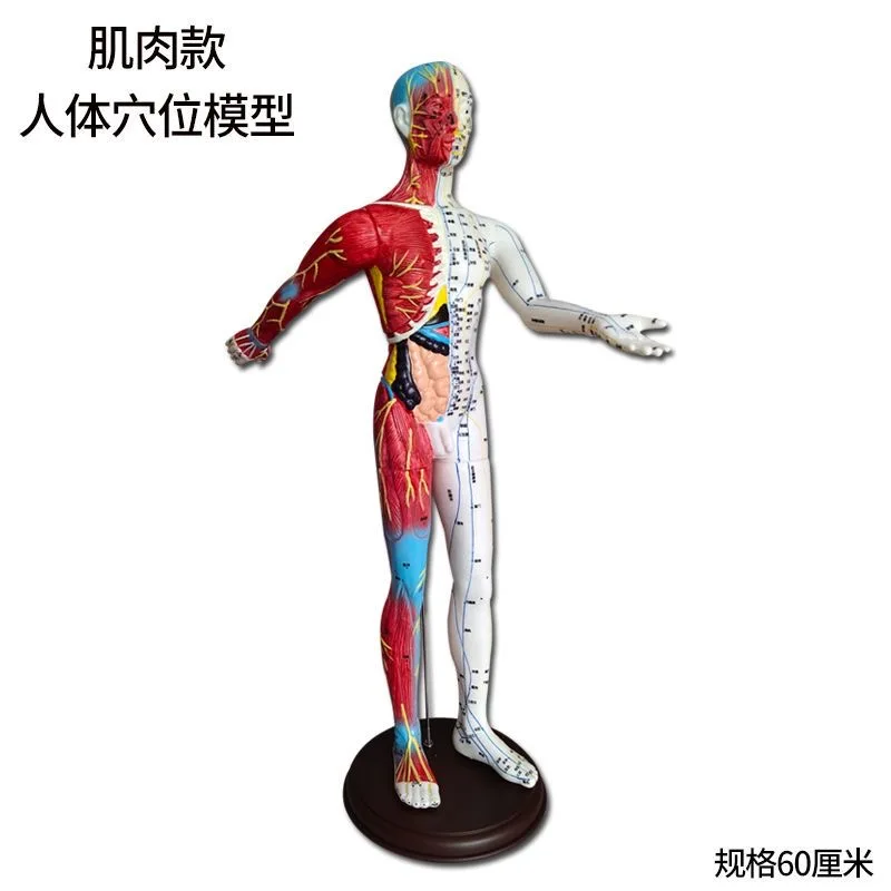 60cm high school medical acupuncture and moxibustion carving model of human muscle points Arm can rotate modle male