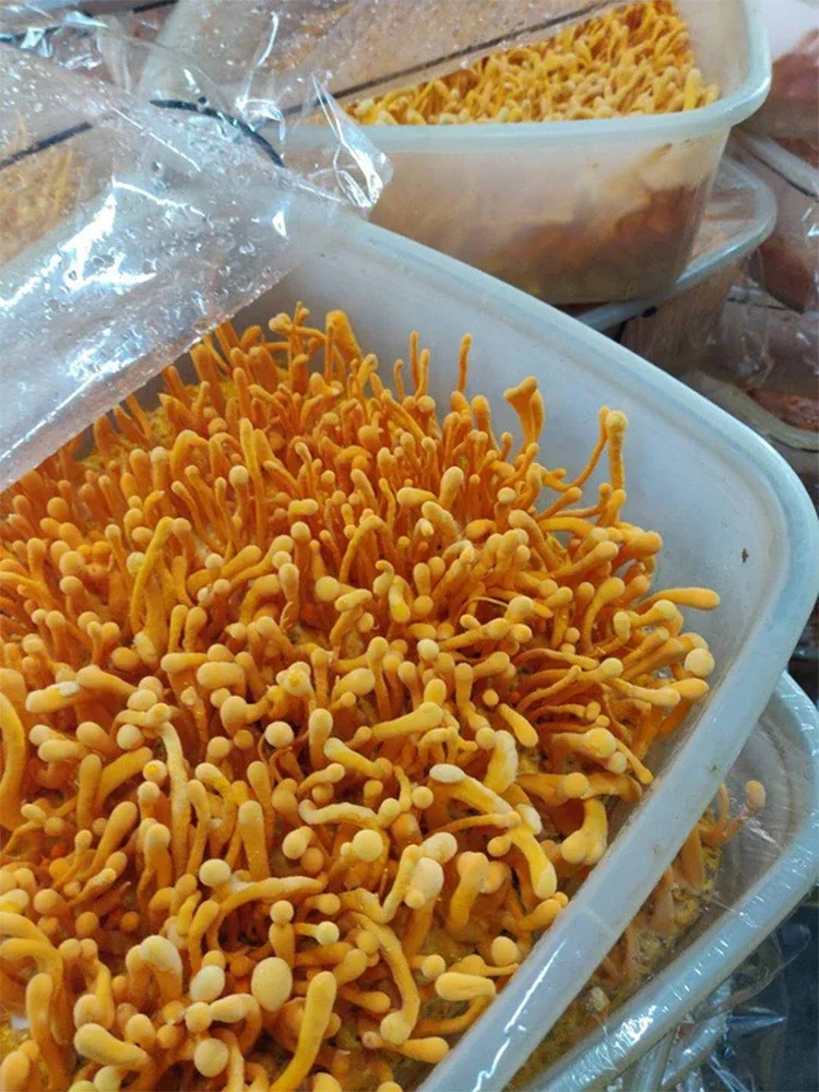 سلسلة البرتقال: 100% الطبيعية يوننان كورديسيبس زهرة الزهور المجففة ل الروائح شمعة مجوهرات من مادة الراتنج الصابون صنع الفن الحرفية