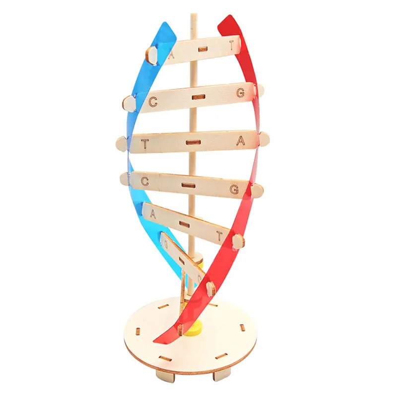 

Human DNA Models Rotating Human Double Helix Model Kits Human Genes Learning Tool Science Popularization Teaching Models