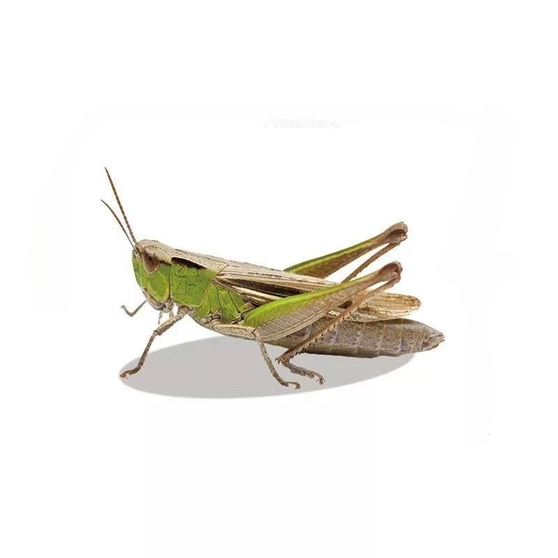 ثلاثية الأبعاد الحشرات الاصطناعية دراجة نارية ملصقات الجبهة القلنسوة خزان الوقود الجانب Fairings الديكور شارات الفينيل الحيوان اكسسوارات السيارات