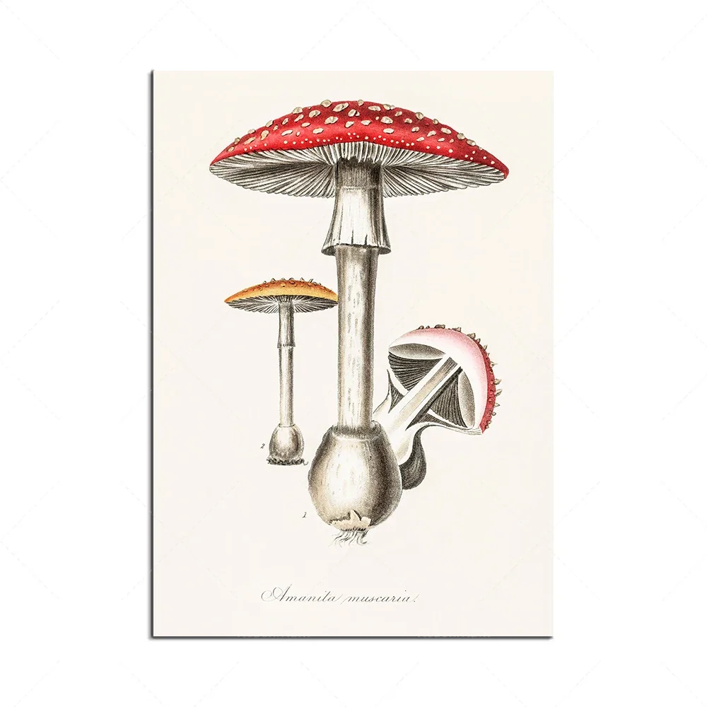 Amanita muscaria drawing, mushroom, medicinal fungus mushroom drawing, botanical illustration, vintage botanical art print poste