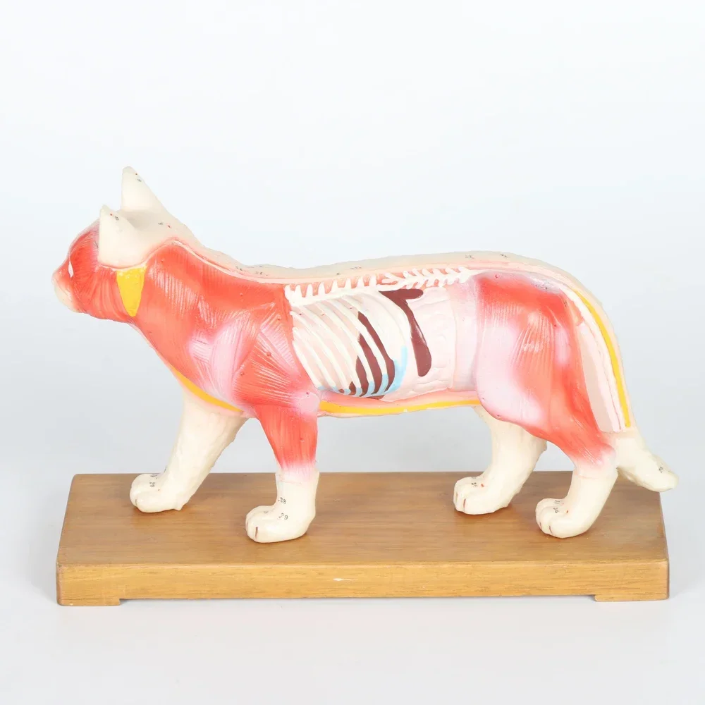 ZHONGYAN TAIHE Feline Acupuncture Model Professional Anatomical Model Cat with Acupuncture Points School Lab Study Model