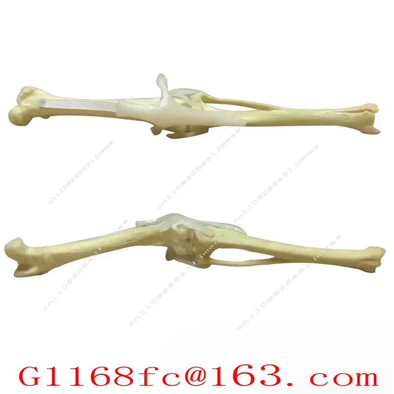 Postoperative practice simulation bone model orthopedic dog skeleton skeleton canine teaching aids