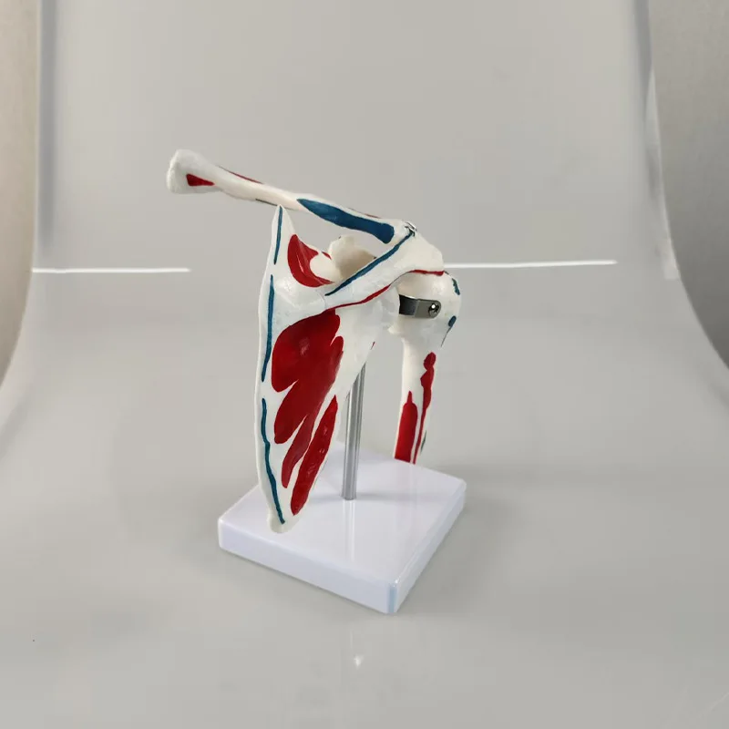 Hot Selling Quality Shoulder Joint Model With Muscle Starting and Ending Points Factory Direct Selling Medical Training Model