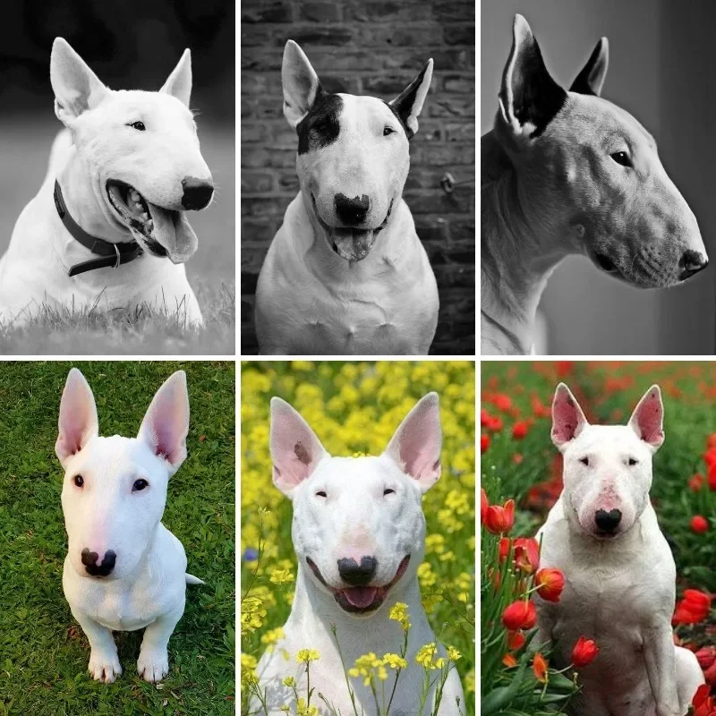 English Bull Terrier Dog Diamond Painting Kit, White Cavalier Pictures Diamond Art Kit,Wall Decor for Adults,Gift DIY Beginners