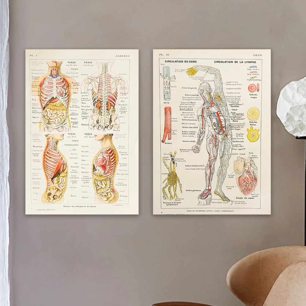 

Vintage Poster On Science And Anatomy Prints Abdomen Illustration Of The Human Body Poster Medical Print Medical Poster Canvas