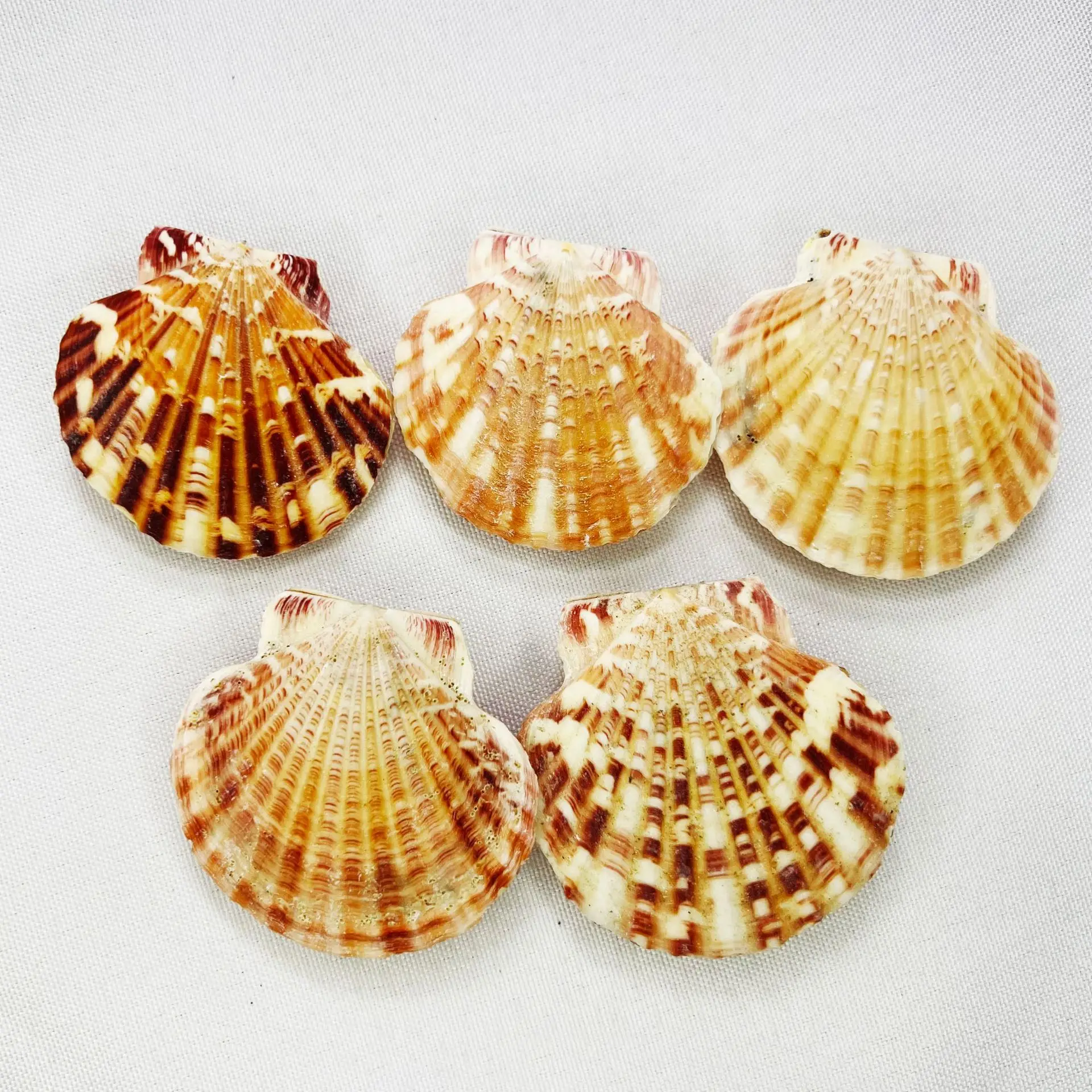Natural Pecten Maximus Shells Mediterranean Seashells Aquarium Decor Creative Home Display Photo Prop