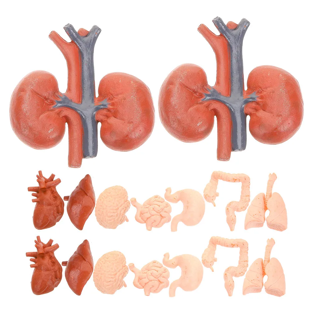 Human Organ Anatomy Teaching Kit 2 Sets Interactive Brain Heart Lung Liver Kidney Stomach Learning Aids