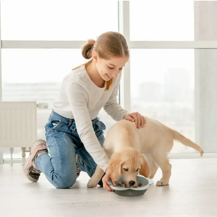 

P.T. Supply Co. Gray Small Flower-Shaped Silicone Pet Bowl with Non-Slip Suction Base