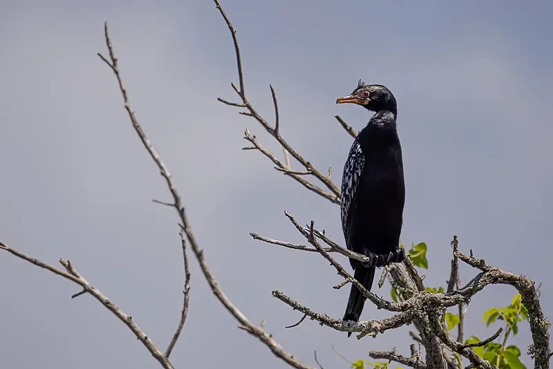 

Очки BETAFPV VR02 FPV — 4,3-дюймовый ЖК-дисплей 800×480 HD, для радиоуправляемых дронов для начинающих