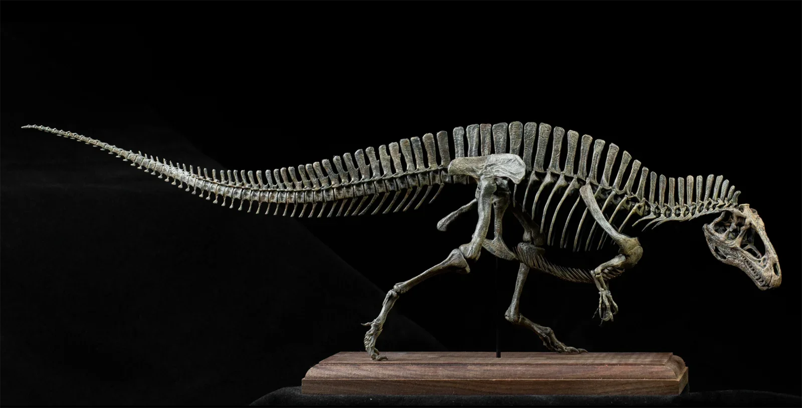 VWUVWU 1/20 Acrocanthosaurus Skeleton Model Dinosaur Collection Animal Statue Decoration Birthday Gift For Adult Realistic Toy