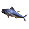 Tuna