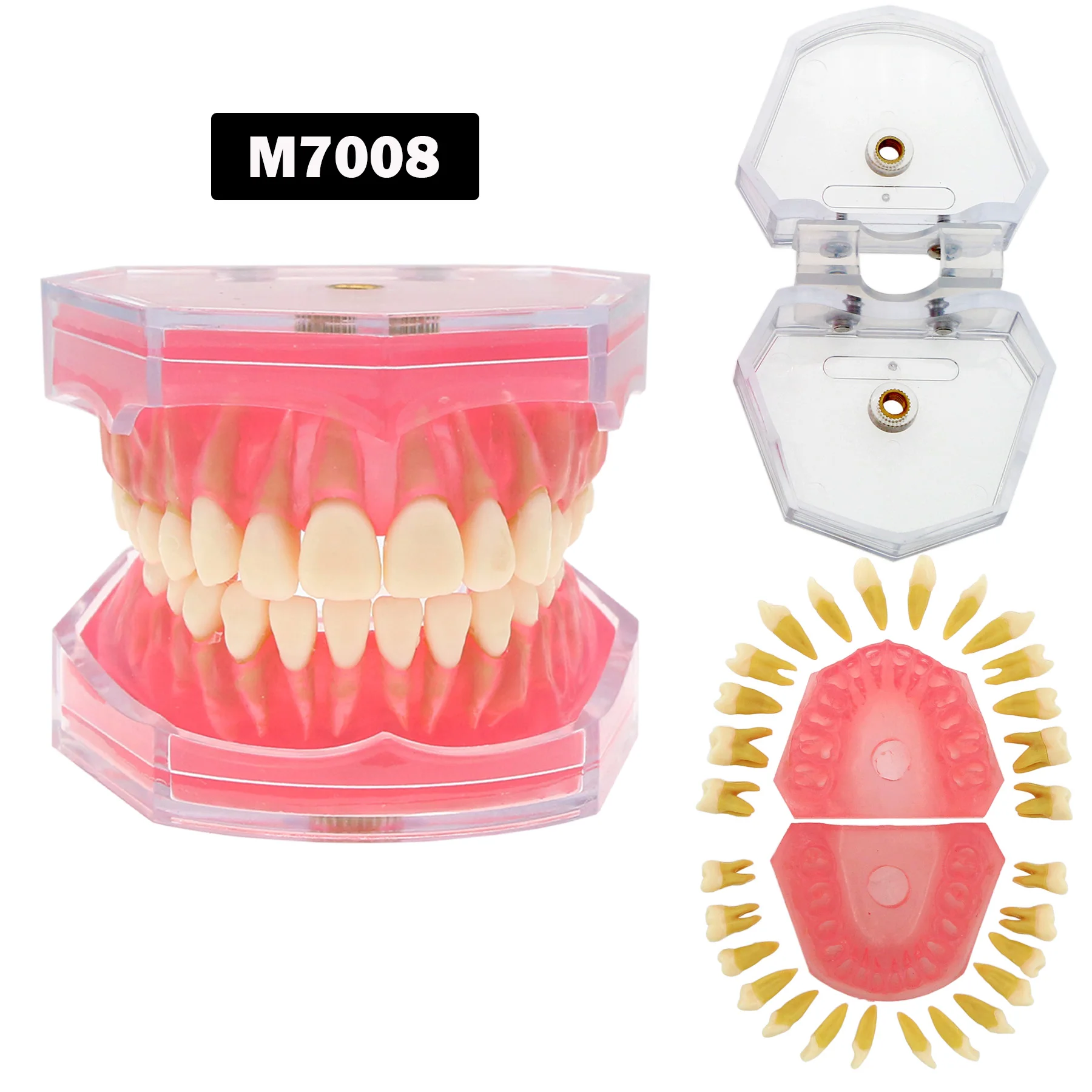 

Dental Tooth Oral Teaching Extractable Tooth Practice Model Simulated Full Mouth Removable Resin Tooth Model