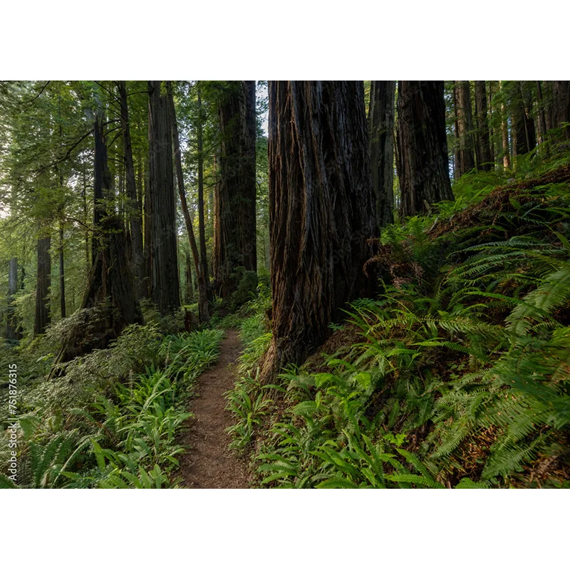 Moss Covered Fallen Trees In Green Coniferous Forest Photography Backdrops Prop Tropical Nature Landscape Theme Background ZL-09