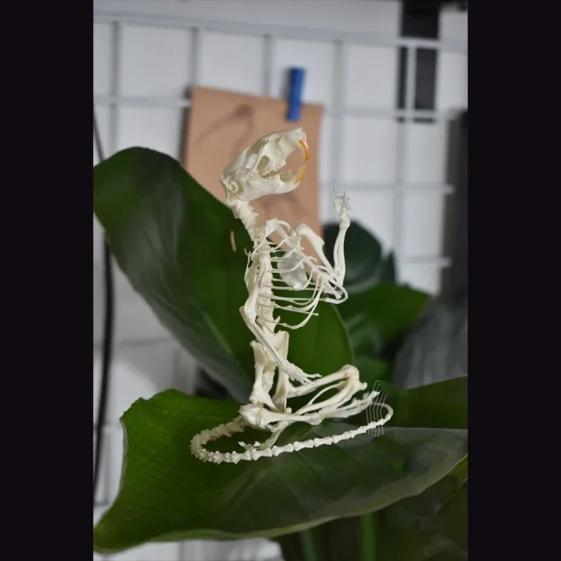 2011 Meditation on Rodent Skeleton Zen Art Mysterious Rat Bone Resin Sculpture Halloween Party Supplies Biological Shadow Box