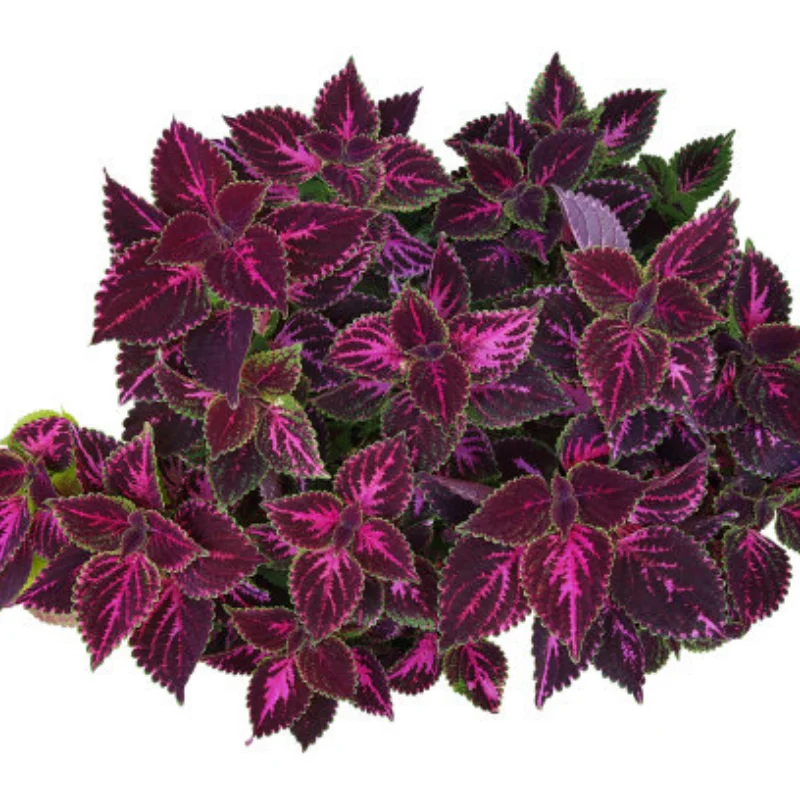 

1Pcs #AR310429 Steel HR M1 Spur Gear 52T Replacement Part for Rc Car Arrma 1/8 Karton Senton Outcast Talion