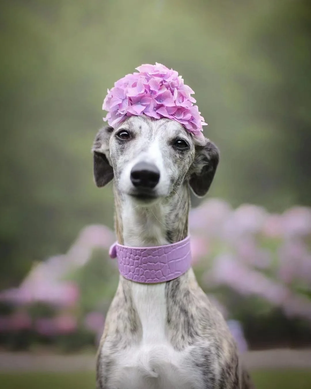 Italian greyhound special collar pet wide collar whippet dog