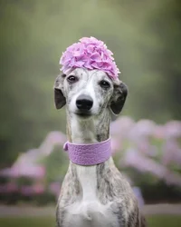 Collare speciale levriero italiano pet collare largo whippet dog