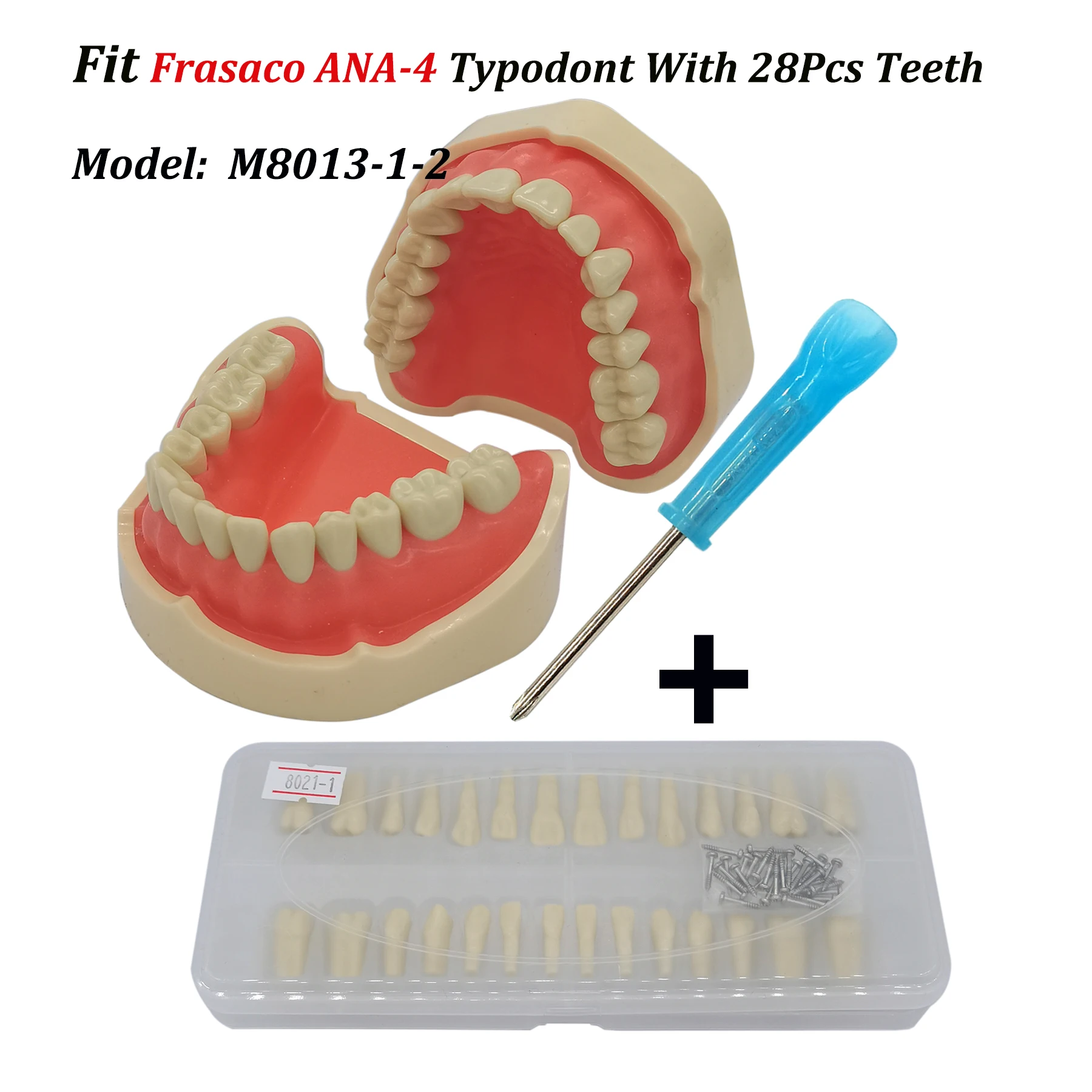 Frasaco ANA-4 Typodont Fit Dental 28Pcs Screw-in Teeth Model Practice Filling Restoration Soft Gum + Full Set Replacement Teeth